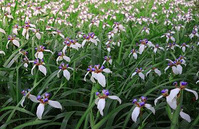 帕斯亚时光系列新作《时光3：永耀之境》将开启众筹